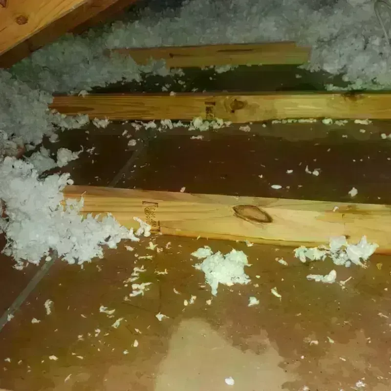 Attic Water Damage in Bastrop, LA